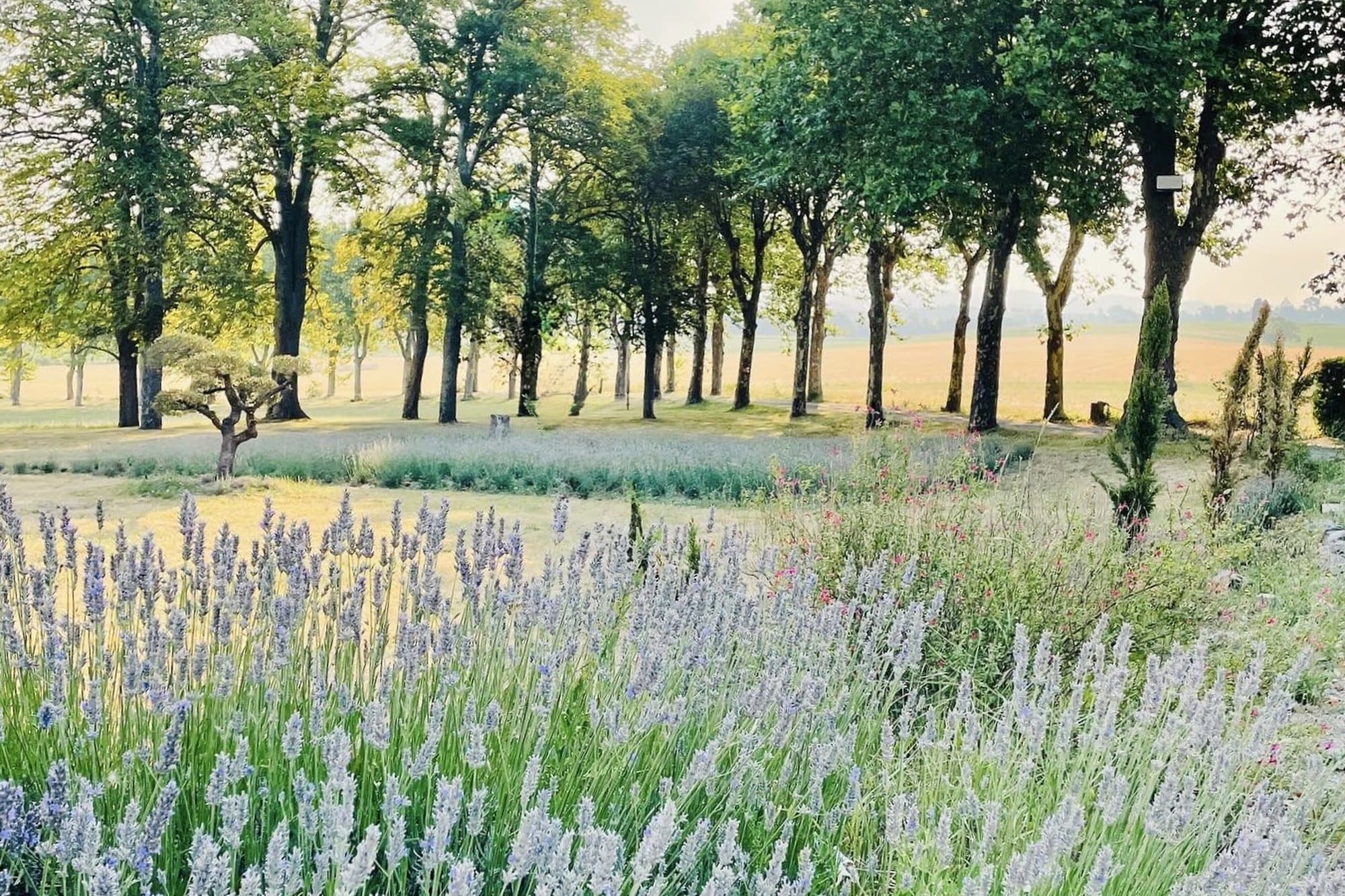 Champ de lavande et arbres du domaine